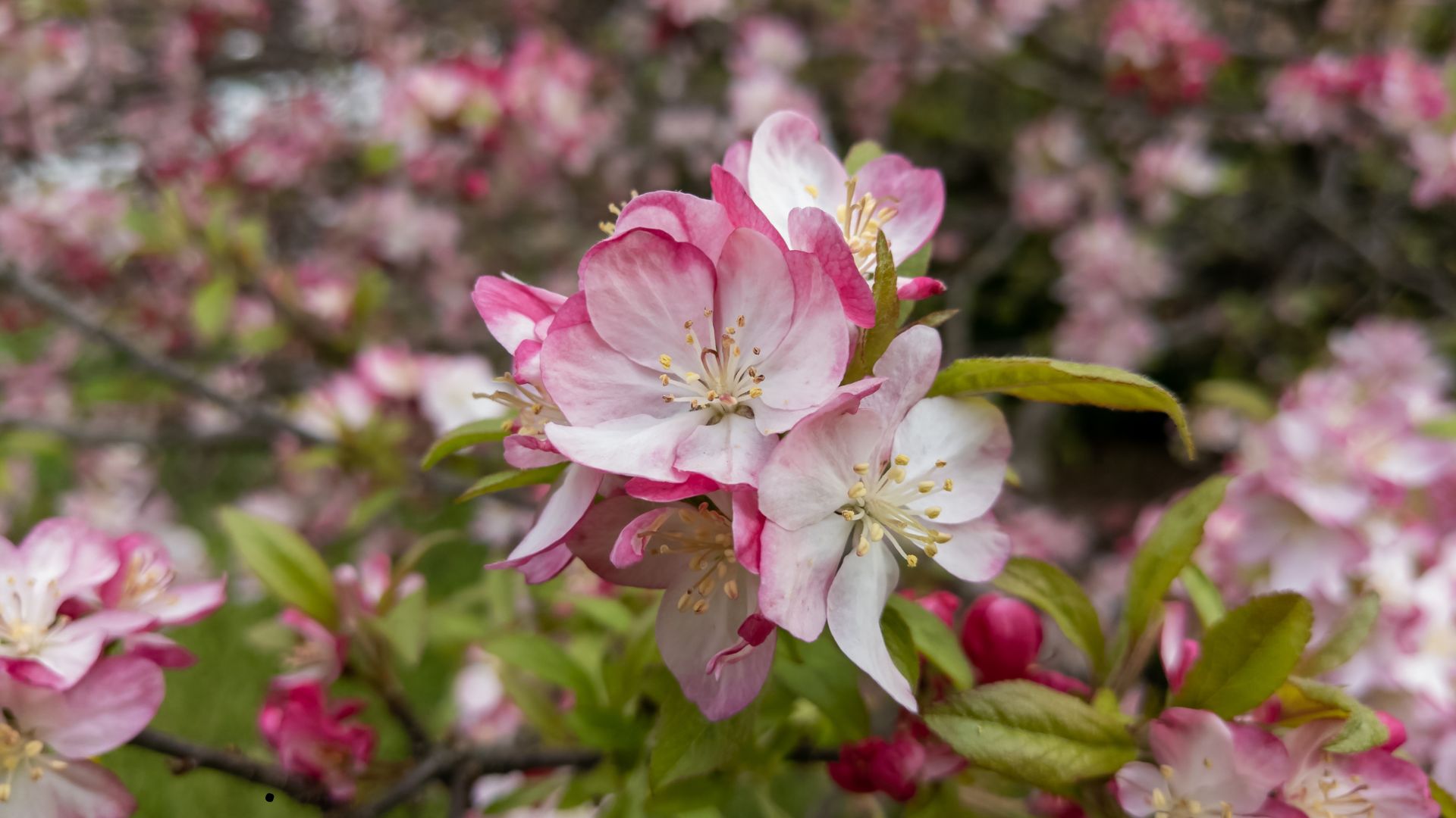 Apple Blossoms